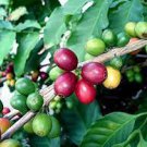 20 Seeds Genuine Heirloom Colorful Coffee Bean Plant Seeds Fresh Seeds