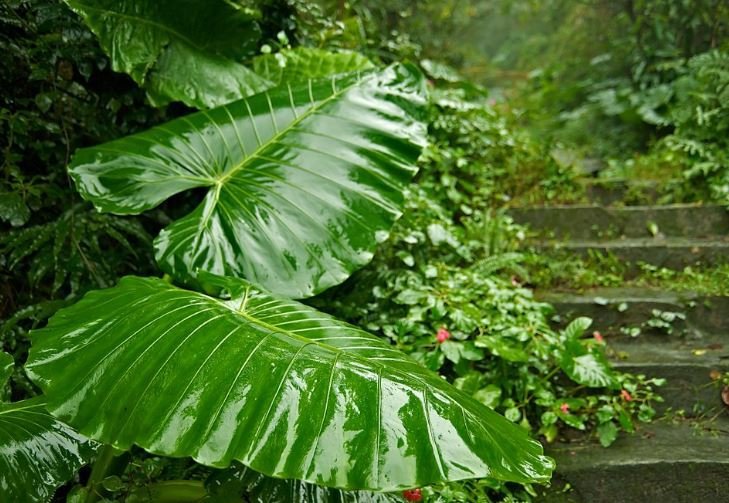24 Seeds Heirloom Alocasia Macrorrhiza Green Plant Seeds Fresh Seeds
