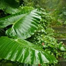 24 Seeds Heirloom Alocasia Macrorrhiza Green Plant Seeds Fresh Seeds