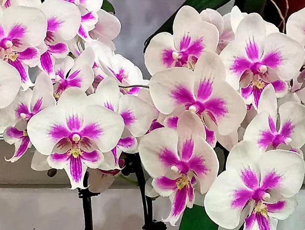200 Seeds Perennial Phalaenopsis Orchid Green Flower Seeds Fresh Seeds