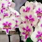 200 Seeds Perennial Phalaenopsis Orchid Green Flower Seeds Fresh Seeds