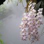 200 Seeds Perennial Phalaenopsis Orchid Green Flower Seeds Fresh Seeds