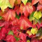 100 Seeds Rare Red Boston Ivy Plant Seeds Fresh Seeds