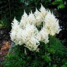 100 Seeds Rare White Astilbe Chinensis Flower Seeds Fresh Seeds