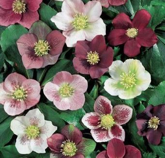 200 Seeds Helleborus Orientalis Christmas Rose Lenten Rose Seeds Fresh Seeds