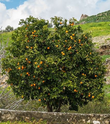 40 Seeds Orange Mandarin Citrus Fruit Seeds Fresh Seeds
