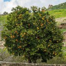 40 Seeds Orange Mandarin Citrus Fruit Seeds Fresh Seeds