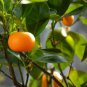 40 Seeds Orange Mandarin Citrus Fruit Seeds Fresh Seeds