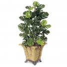200 Seeds Philodendron Bonsai Plant Seeds Fresh Seeds