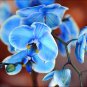 200 Seeds Blue Butterfly Orchid Flower Seeds Fresh Seeds