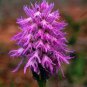 200 Seeds Orchis Italica Bonsai Plant Seeds Fresh Seeds