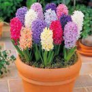 100 Seeds New Hyacinthus Orientalis Bonsai Hyacinth Flower Seeds Fresh Seeds