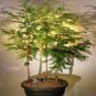 100 Seeds Metasequoia Dawn Redwood Evergreen Ornamental Tree Seeds Fresh Seeds