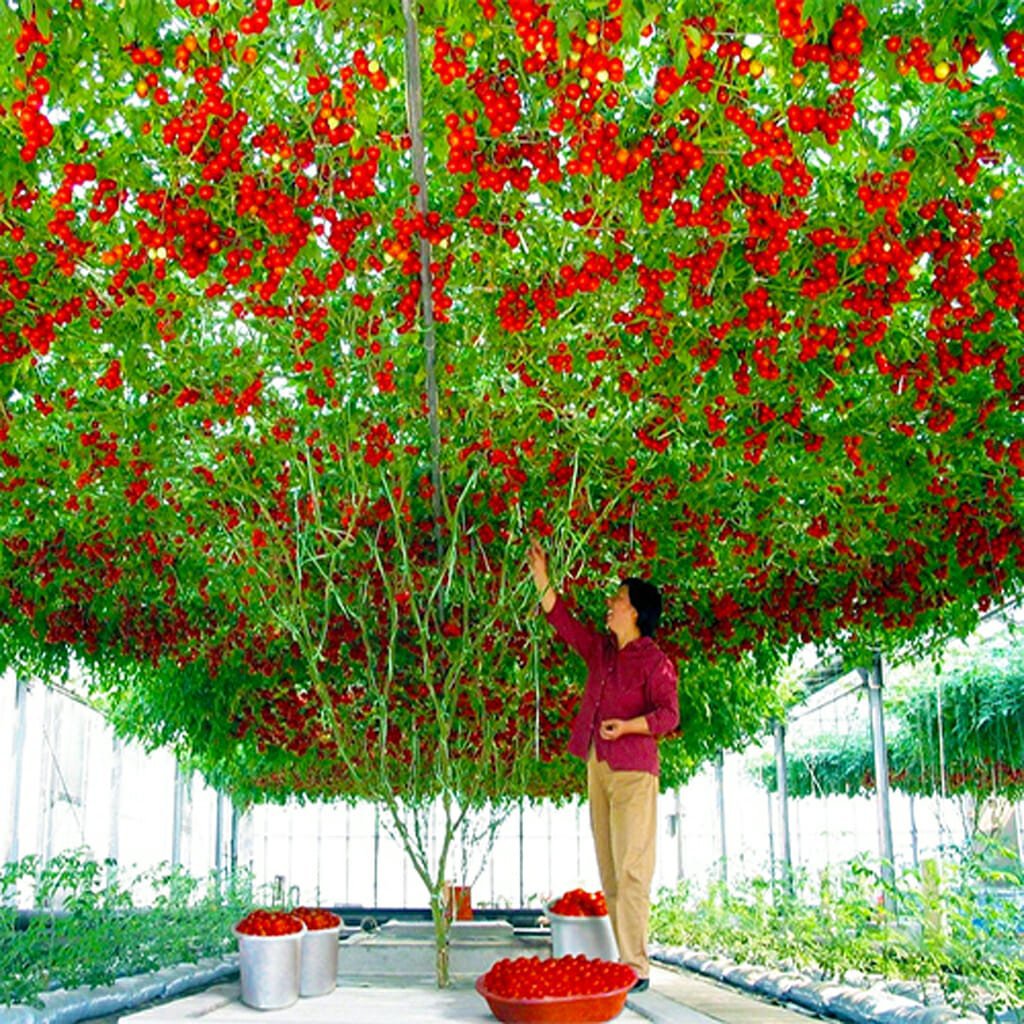 200 Seeds Heirloom Giant Tomato Tree Seeds Fresh Seeds