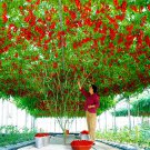 200 Seeds Heirloom Giant Tomato Tree Seeds Fresh Seeds