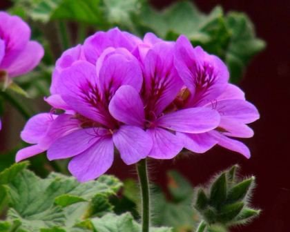 20 Seeds Geranium Fully Purple Double Petals Ball Typed Flower Seeds Fresh Seeds