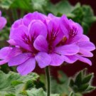 20 Seeds Geranium Fully Purple Double Petals Ball Typed Flower Seeds Fresh Seeds