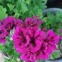 20 Seeds Geranium Fully Purple Double Petals Ball Typed Flower Seeds Fresh Seeds