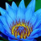 2 Seeds Dark Blue Nymphaea Caerulea China Water Lily Pond Flower Seeds Fresh Seeds