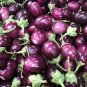 200 Seeds Thai Purple Mini Round Eggplant Seeds Fresh Seeds
