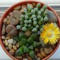 400 Seeds Lithops Succulent Seeds Fresh Seeds