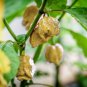 100 Seeds Hot Pepper Seeds Fresh Seeds