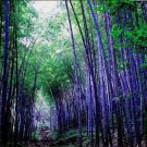 60 Seeds Purple Giant Bamboo Seeds Fresh Seeds