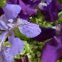 40 Seeds Heirloom Iris Tectorum Perennial Flower Seeds Fresh Seeds