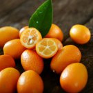 40 Seeds Kumquat Golden Orange Cumquats Kinkan Golden Tangerine Fruit Seeds Fresh Seeds