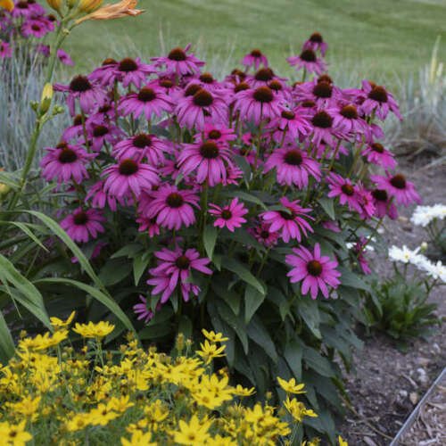 60 Seeds Echinacea Purple 'Ladies' Perennial Flower Seeds Fresh Seeds