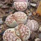 20 Seeds Germany KK's Mixed 9 Types of Lithops Indoor Bonsai Seeds Fresh Seeds