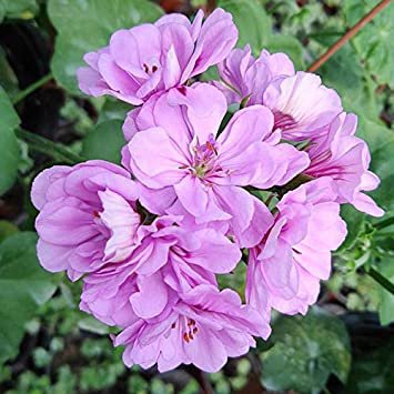 20 Seeds Geranium Fully Light Purple Chinese Rose typed Compact Bonsai Flower Seeds Fresh Seeds