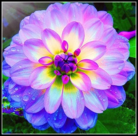 2 Seeds Purple Dahlia Flowers Perennial Rooted Flower Seeds Fresh Seeds