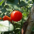 200 Seeds Tomato 'Rapunzel' Green Red Bonsai Cherry Tomato Seeds Fresh Seeds
