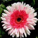 40 Seeds PINK Series Gerbera Daisy Flower Seeds Fresh Seeds