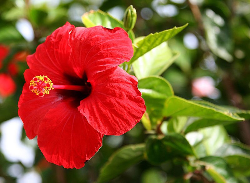 200 Seeds Giant Double Hibiscus Flower Seeds Fresh Seeds