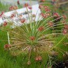20 Seeds Drosera Paradoxa Rare Carnivorous Plant Seeds Fresh Seeds