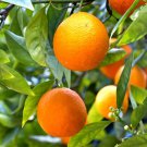 60 Seeds Mandarin Orange Dwarf Indoor/Outdoor Fruit Tree Seeds Fresh Seeds