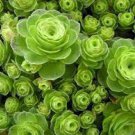 20 Seeds Giant Mountain Rose Greenovia Guarimiar Seeds Fresh Seeds