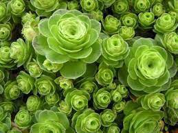 20 Seeds Giant Mountain Rose Greenovia Guarimiar Seeds Fresh Seeds