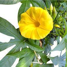 100 Seeds Japanese Takii Yellow Morning Glory Garden Climbing Flower Seeds Fresh Seeds