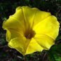 100 Seeds Japanese Takii Yellow Morning Glory Garden Climbing Flower Seeds Fresh Seeds