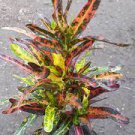 200 Seeds Patio Codiaeum Variegatum Plant Seeds Fresh Seeds