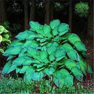 100 Seeds Exotic Hosta Plant Four Seasons Flower Seeds Fresh Seeds