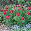 20 Seeds Peony Double Flowering Fernleaf Peony Rubra Plena Seeds Fresh Seeds