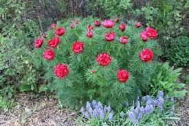 20 Seeds Peony Double Flowering Fernleaf Peony Rubra Plena Seeds Fresh Seeds