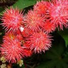 40 Seeds Ricinus Fire Red Castor Oil Plant Seeds Fresh Seeds