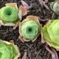 400 Seeds Mountain Rose Succulents Bonsai Plant Seeds Fresh Seeds