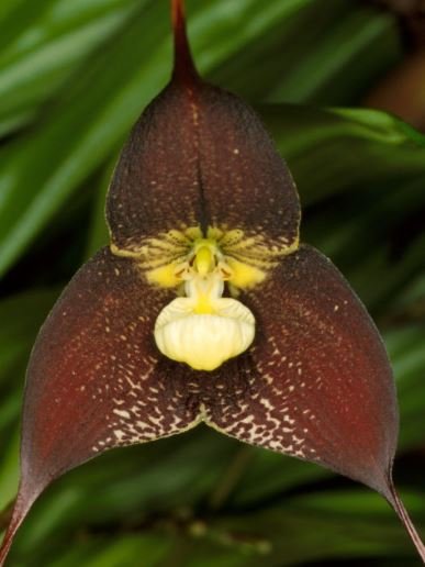 200 Seeds Black Monkey Face Orchid Perennial Plant Seeds Fresh Seeds