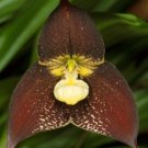 200 Seeds Black Monkey Face Orchid Perennial Plant Seeds Fresh Seeds